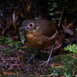 Plain-backed Antpitta (image by Leonardo Garrigues)
