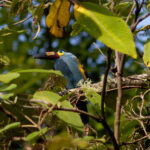 Plate-billed Mountain Toucan (image by Leonardo Garrigues)