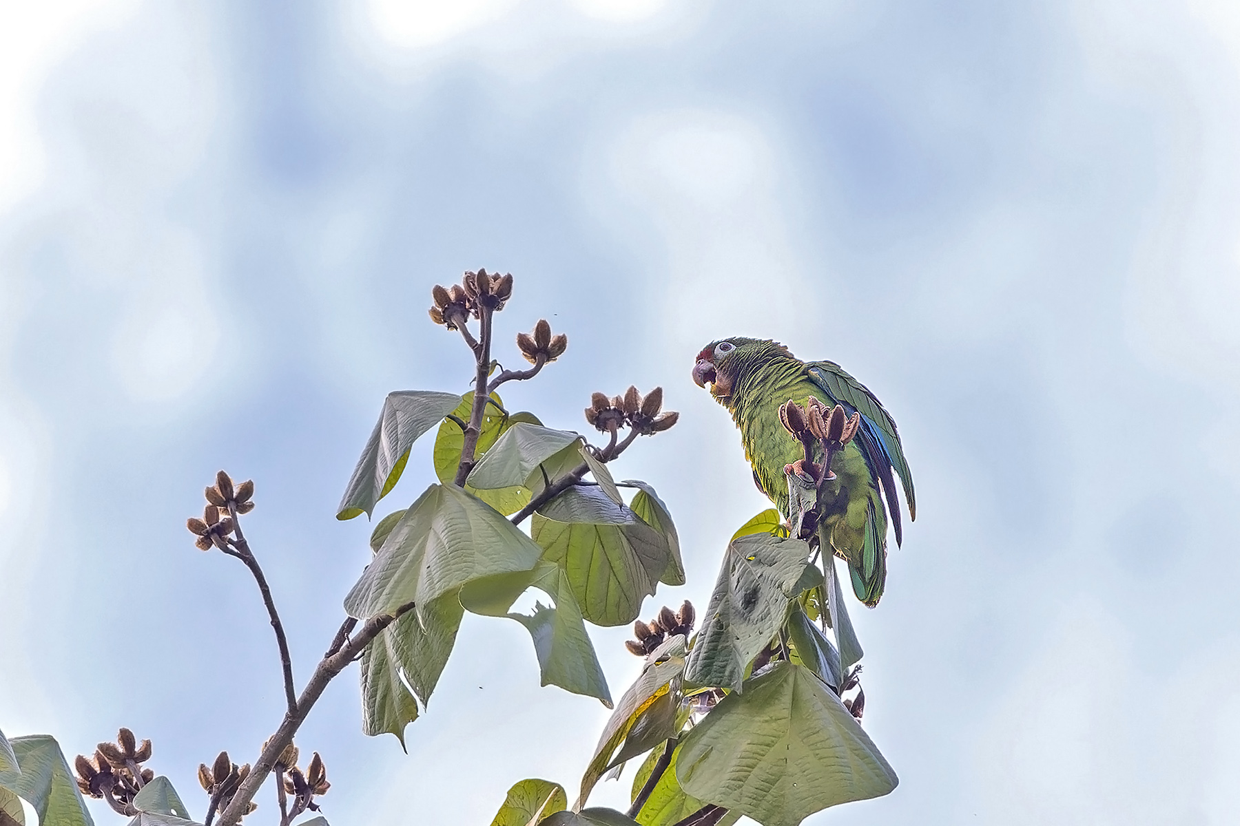 Puerto Rican Amazon (image by Pete Morris)