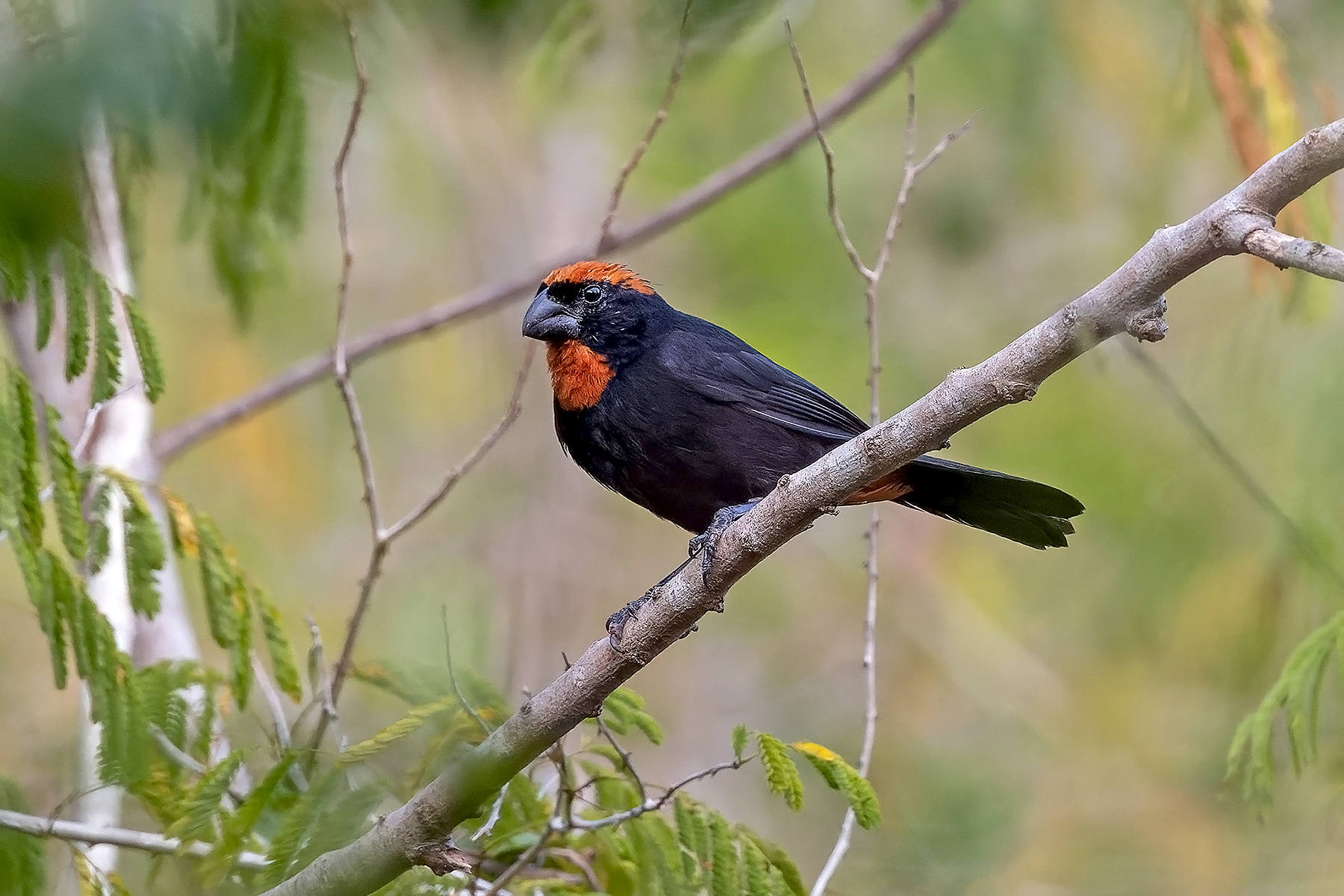 Puerto Rican Bullfinch (image by Pete Morris)