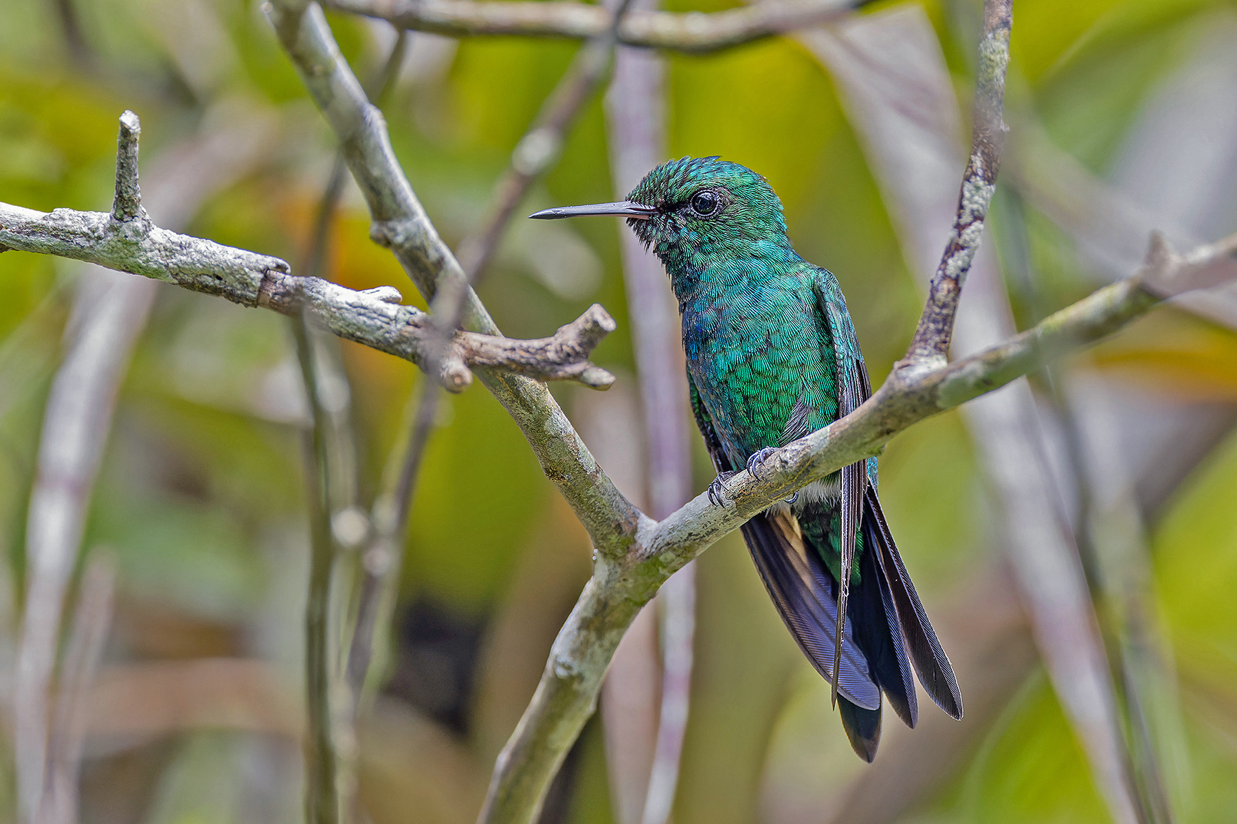 Puerto Rican Emerald (image by Pete Morris)