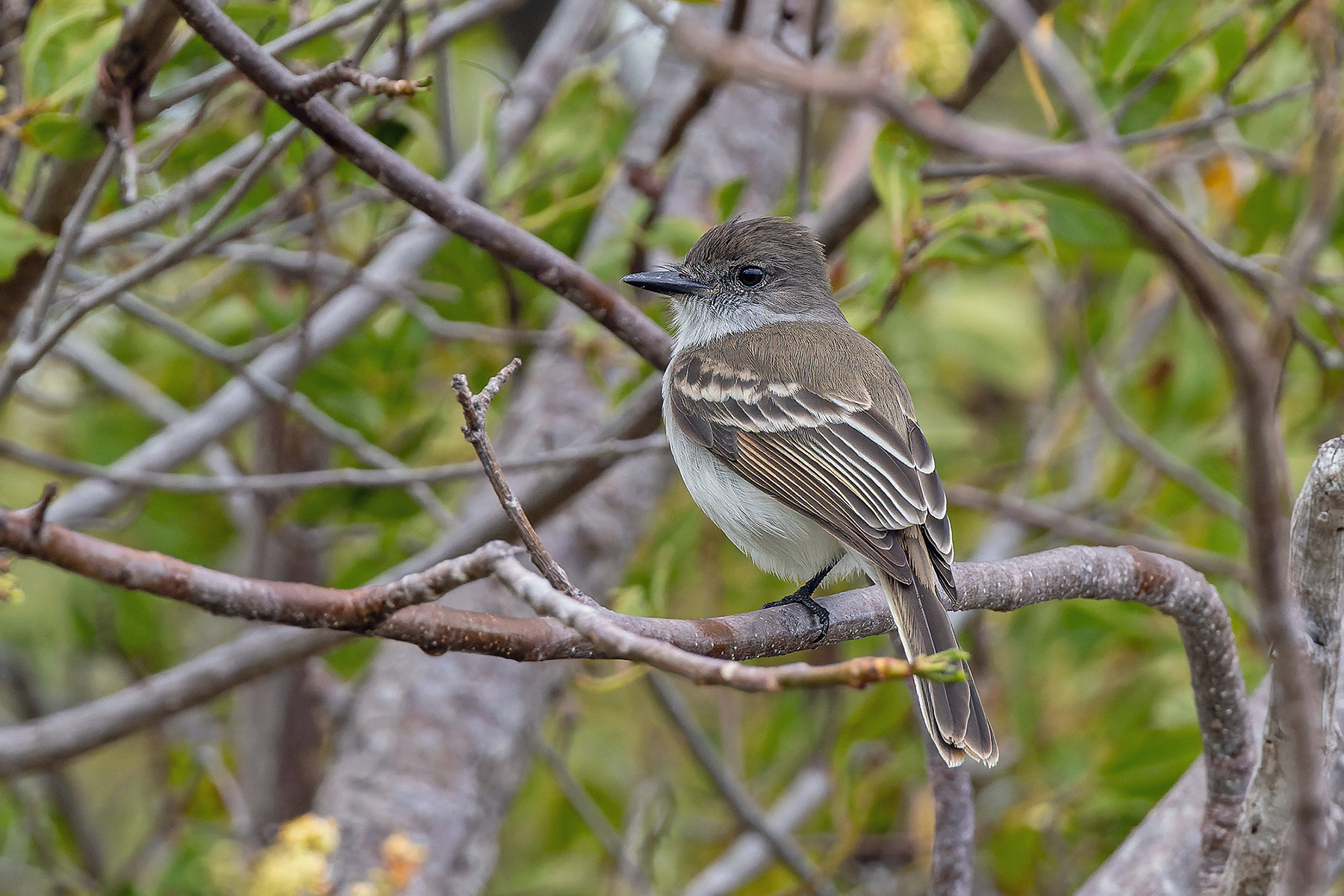 Puerto Rican Flycatcher (image by Pete Morris)