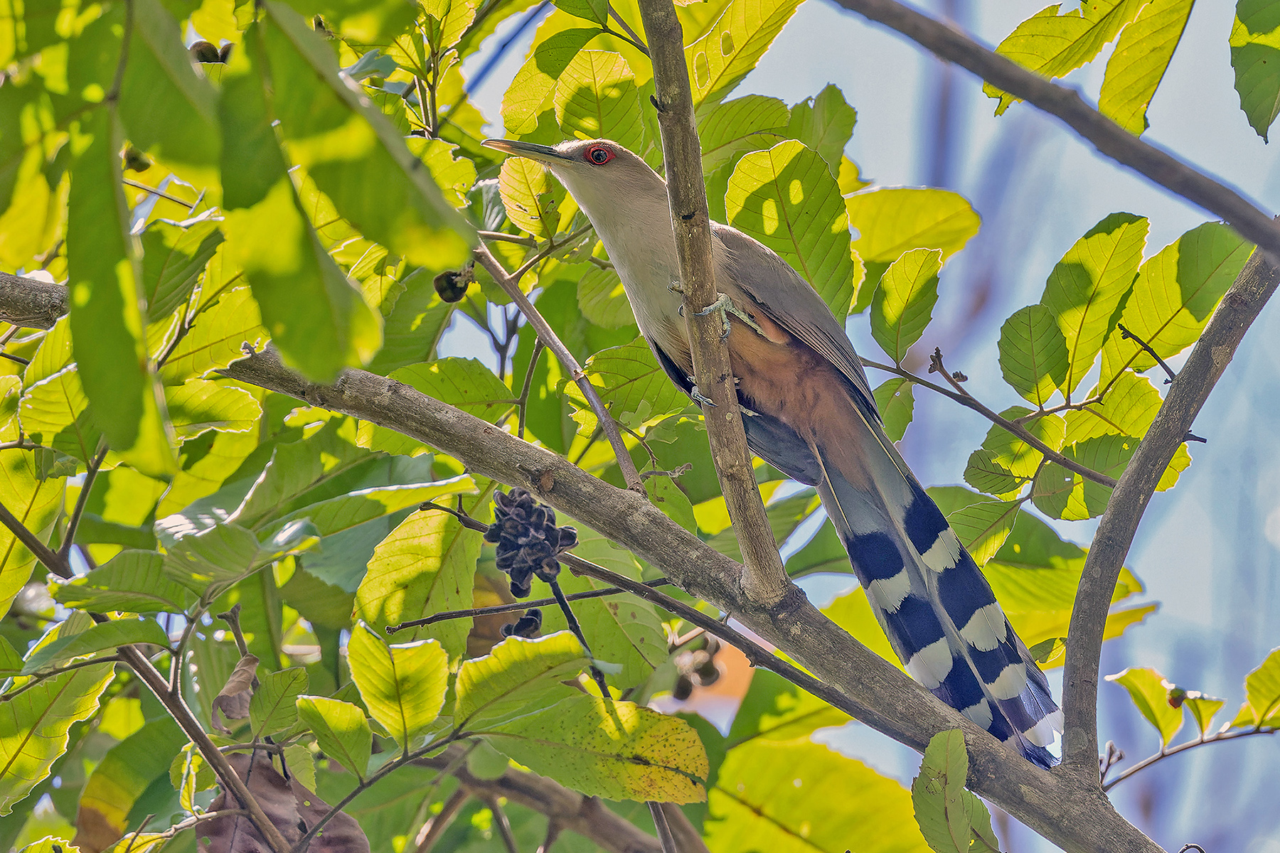 Puerto Rican Lizard Cuckoo (image by Pete Morris)