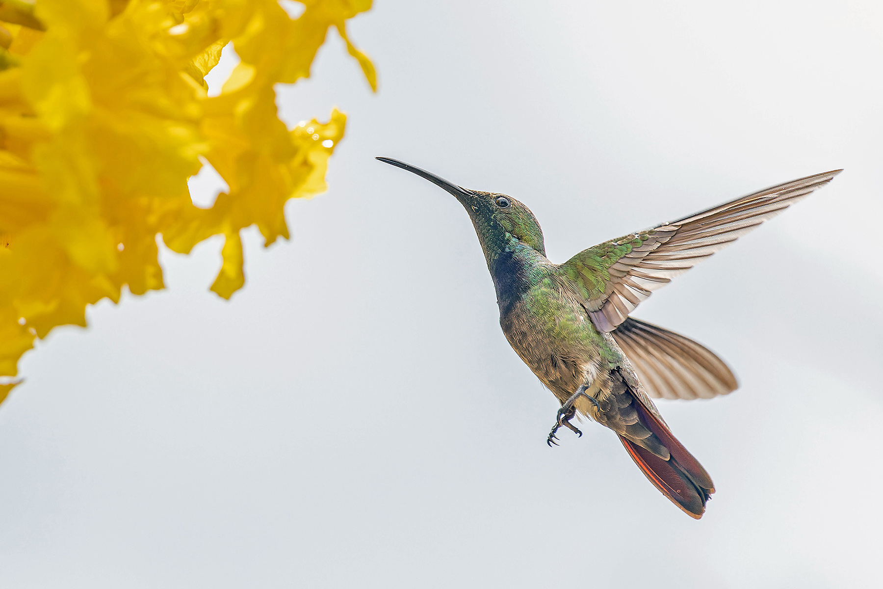 Puerto Rican Mango (image by Pete Morris)