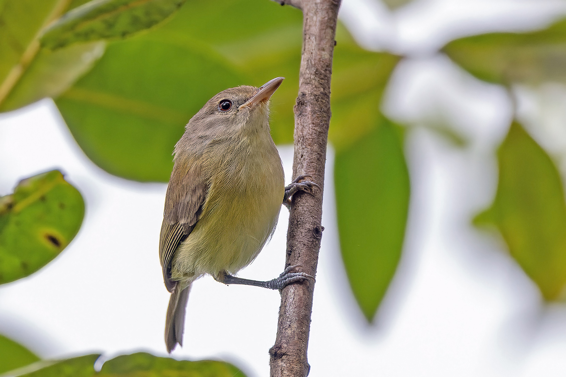 Puerto Rican Vireo (image by Pete Morris)