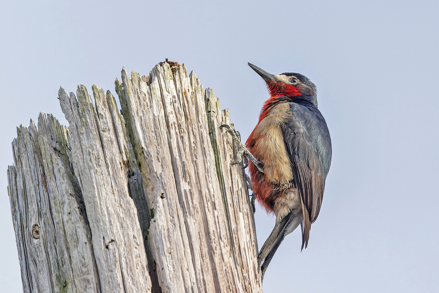 Puerto Rican Woodpecker (image by Pete Morris)