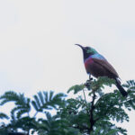 Purple-banded Sunbird (image by Simon Mitchell)