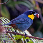 Purplish-mantled Tanager (image by Leonardo Garrigues)