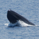 'Pygmy' Blue Whale (image by Craig Robson)
