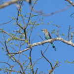Racket-tailed Roller (image by Pete Morris)