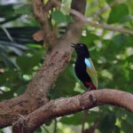 Rainbow Pitta (image by Richard Drew)