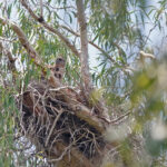 Red Goshawk (image by Richard Drew)