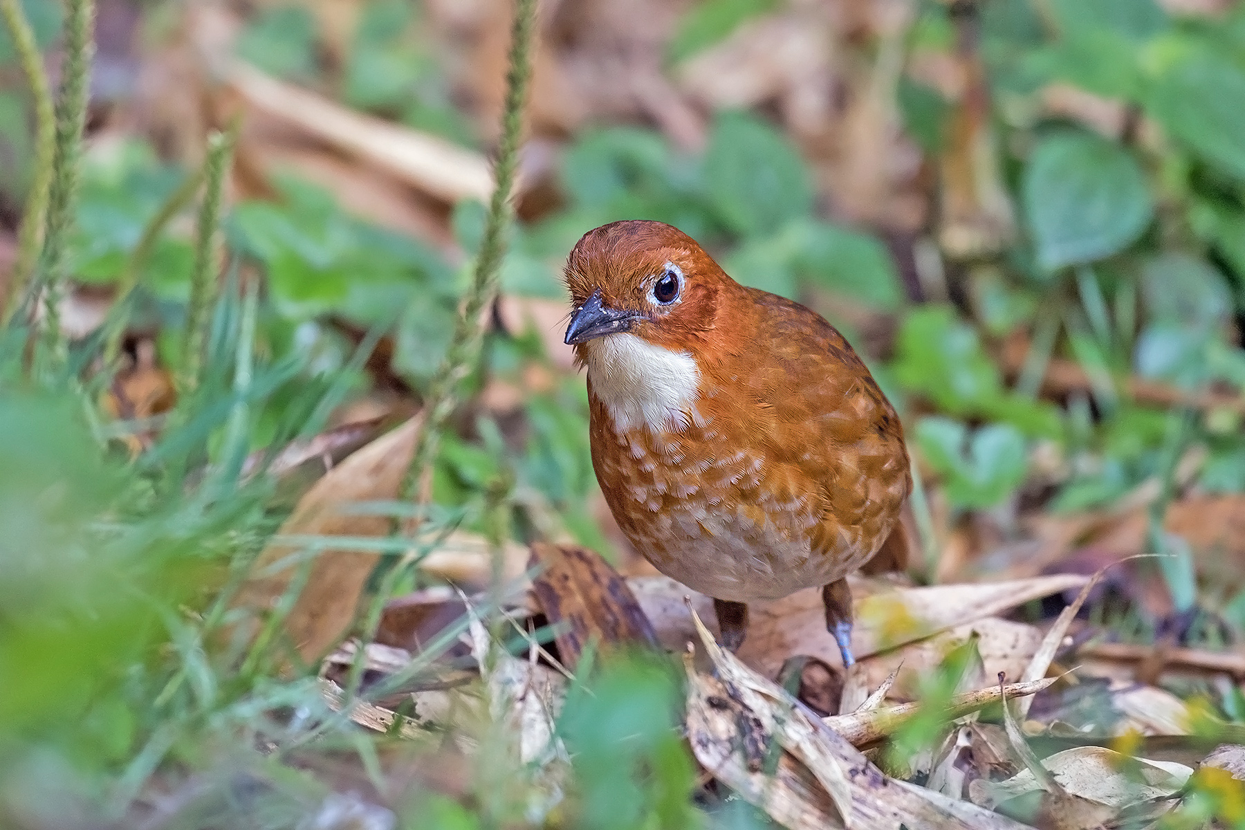 Red-and-white Antpitta (image by Pete Morris)
