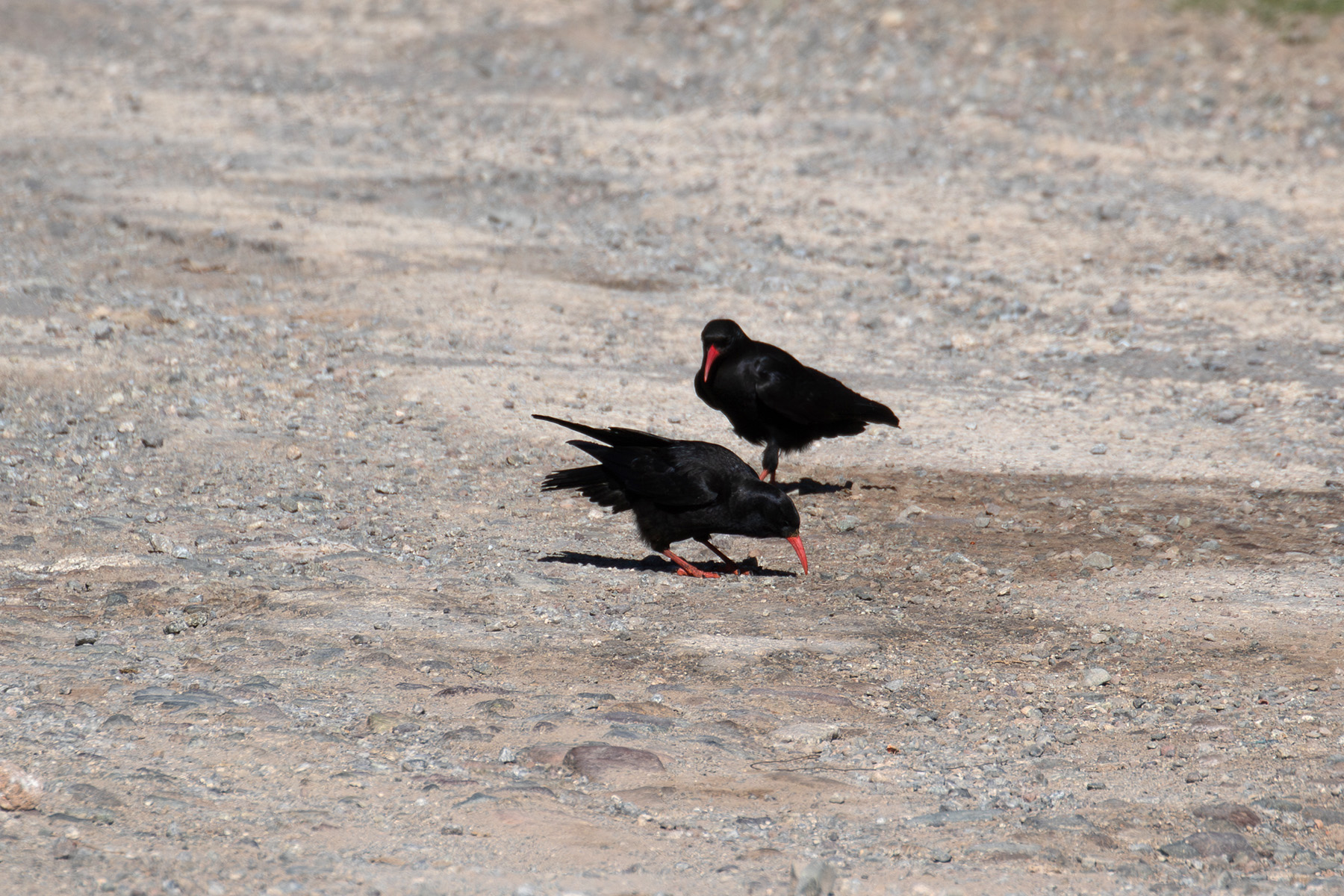 Red-billed Chough (image by Diedert Koppenol)