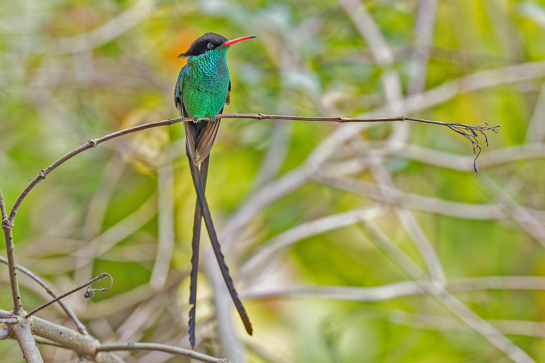 Red-billed Streamertail (image by Pete Morris)