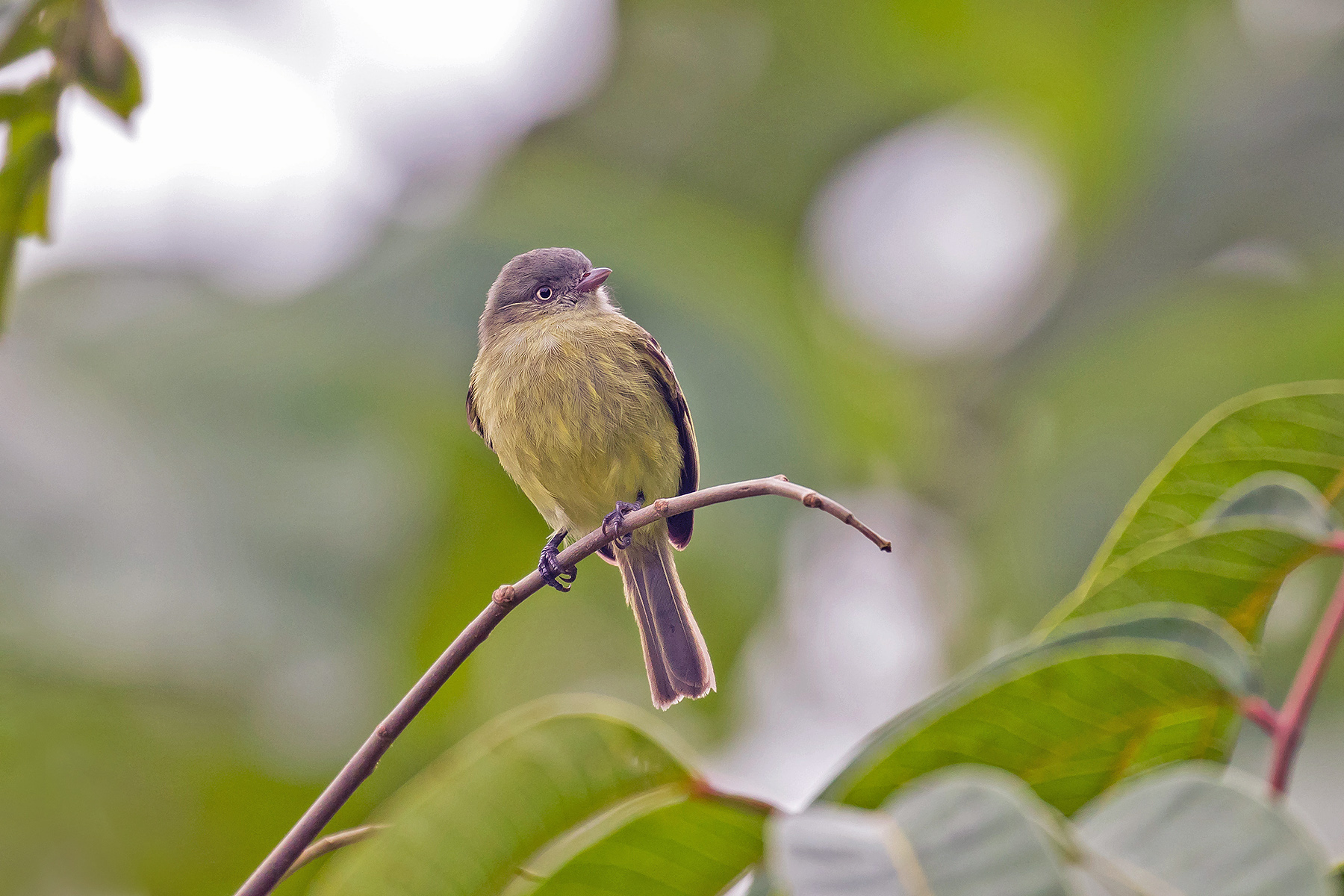 Red-billed Tyrannulet (image by Pete Morris)