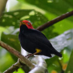 Red-capped Manakin (image by Leonardo Garrigues)