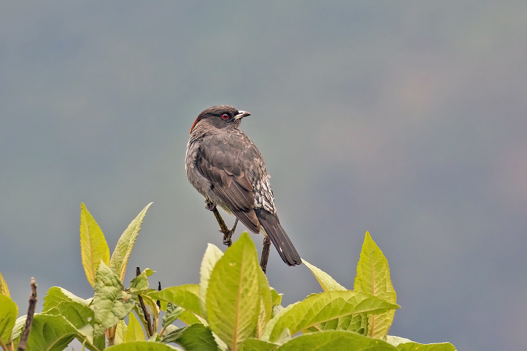 Red-crested Cotinga (image by Pete Morris)