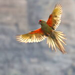 Red-fronted Macaw (image by János Oláh)