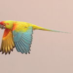 Red-fronted Macaw (image by János Oláh)