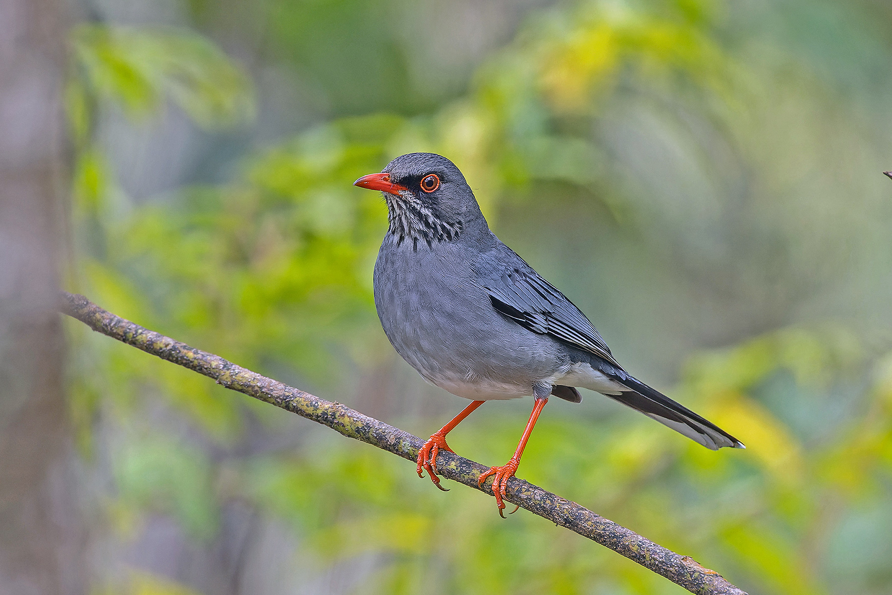 Eastern form of Red-legged Thrush (image by Pete Morris)
