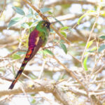 male Red-tailed Comet (image by János Oláh)