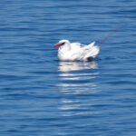 Red-tailed Tropicbird (image by Craig Robson)