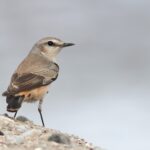 Red-tailed Wheatear (image by Hannu Jännes)