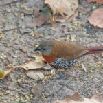 Red-throated Twinspot (image by Pete Morris)