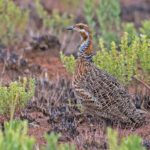 Red-winged Francolin (image by Pete Morris)