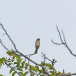 Reichard's Seedeater (image by Pete Morris)