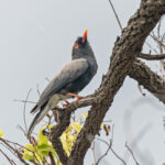Retz's Helmetshrike (image by Pete Morris)