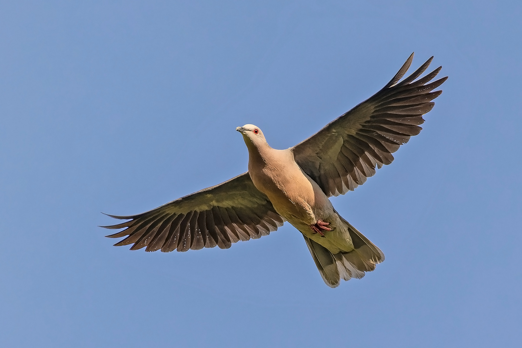 Ring-tailed Pigeon (image by Pete Morris)
