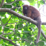 Rio Beni Titi (image by János Oláh)