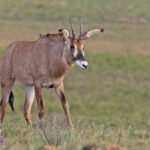 Roan (image by Pete Morris)