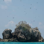 Roosting frigatebirds (image by Craig Robson)