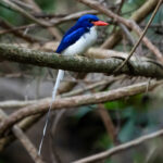 Rossel Paradise Kingfisher (image by Mark Beaman)