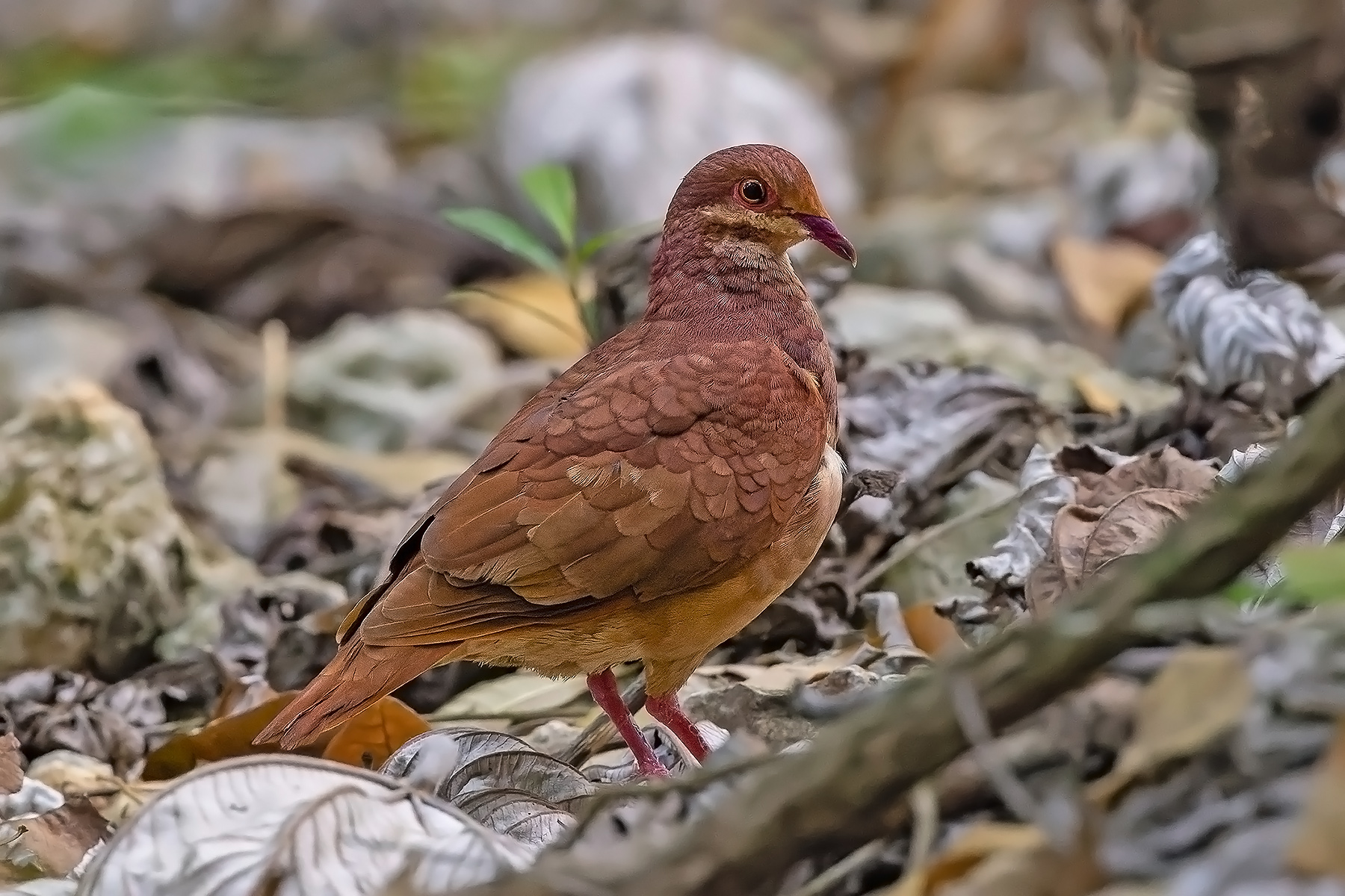 Ruddy Quail-Dove (image by Pete Morris)