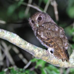 Rufescent Screech Owl (image by János Oláh)