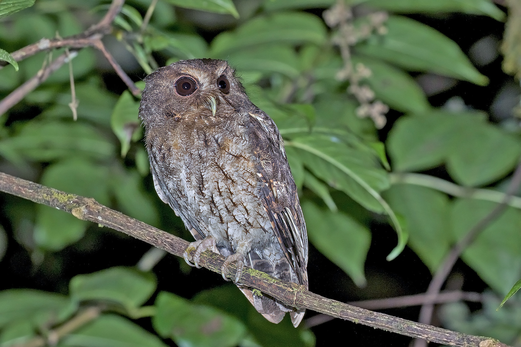 Rufescent Screech Owl (image by Pete Morris)