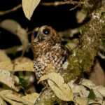 Rufous-banded Owl (image by Leonardo Garrigues)