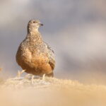 Rufous-bellied Seedsnipe (image by János Oláh)