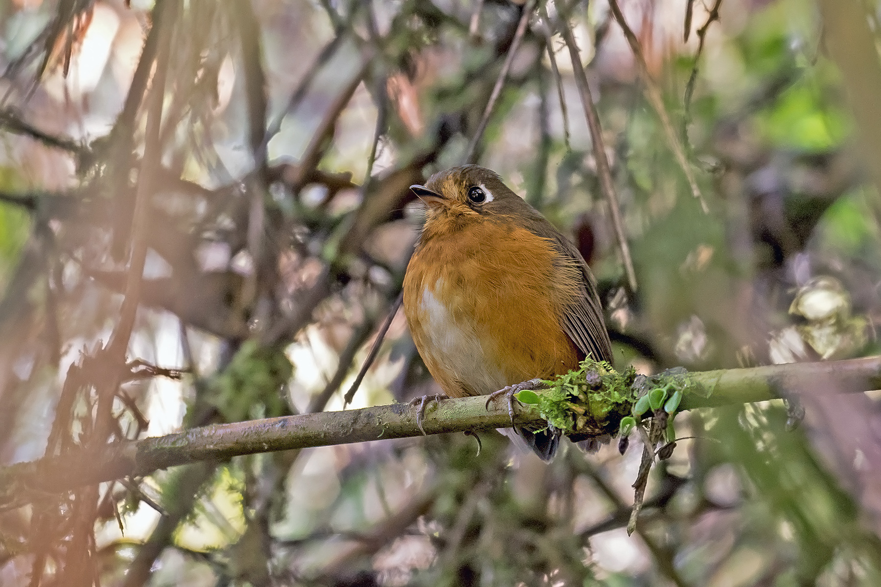 Rufous-breasted Antpitta (image by Pete Morris)
