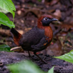 Rufous-breasted Antthrush (image by Leonardo Garrigues)