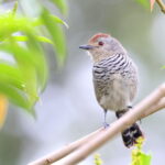 Rufous-capped Antshrike (image by János Oláh)