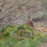 Rufous-naped (Nyika) Lark (image by Pete Morris)