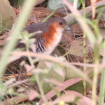 Rufous-sided Crake (image by János Oláh)