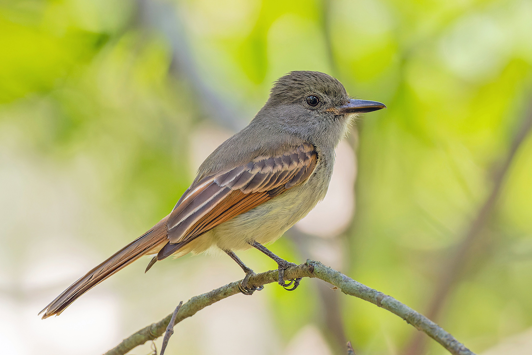 Rufous-tailed Flycatcher (image by Pete Morris)