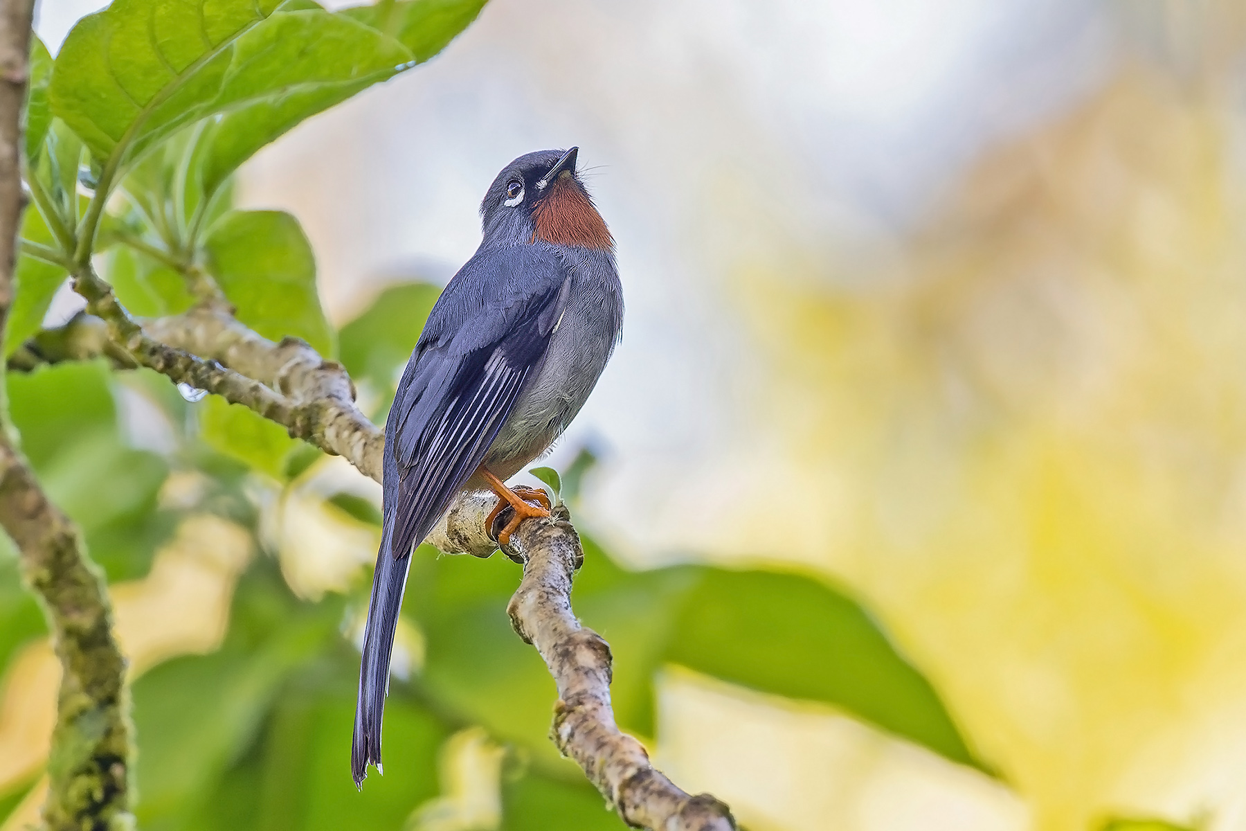 Rufous-throated Solitaire (image by Pete Morris)