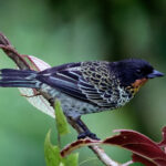 Rufous-throated Tanager (image by Leonardo Garrigues)